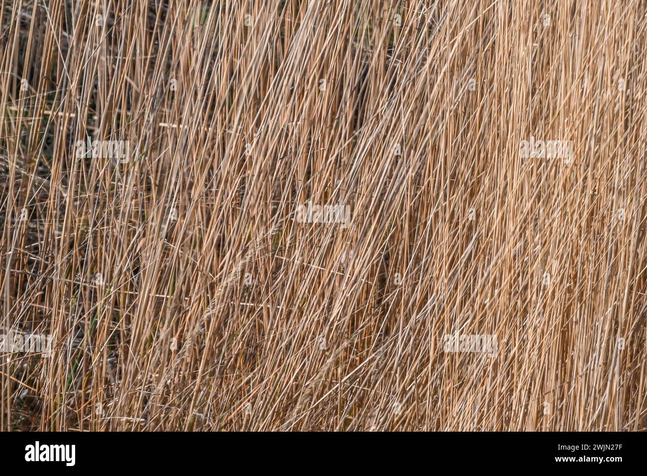 Multiple exposure effect image of golden rushy closeup common reeds ...