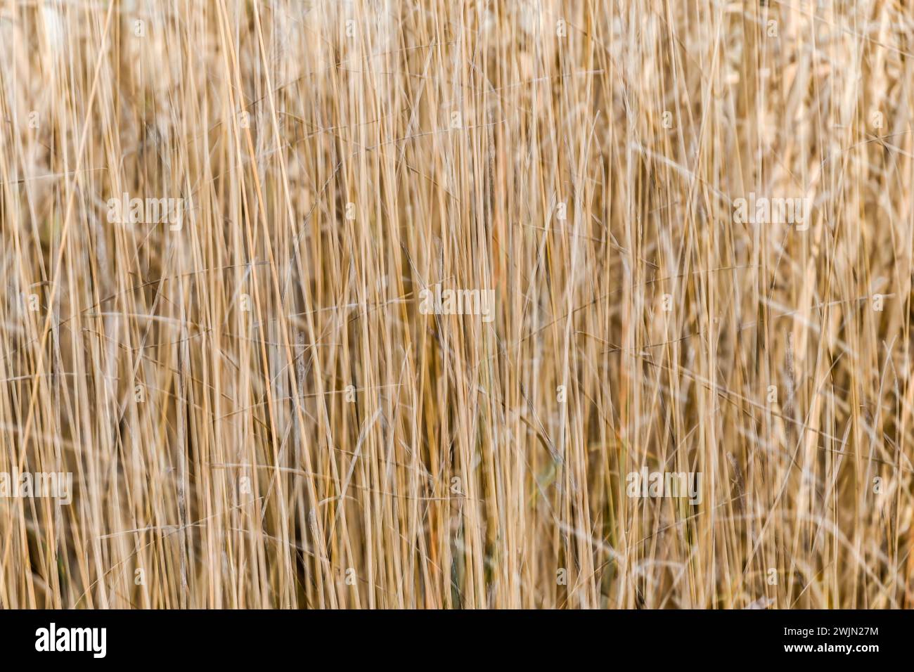 Multiple exposure effect image of golden rushy closeup common reeds ...