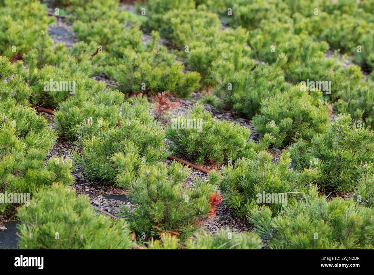 Mountain pine (Pinus mugo) seedlings . Plant irrigation system. Wood chips on geotextile Stock Photo