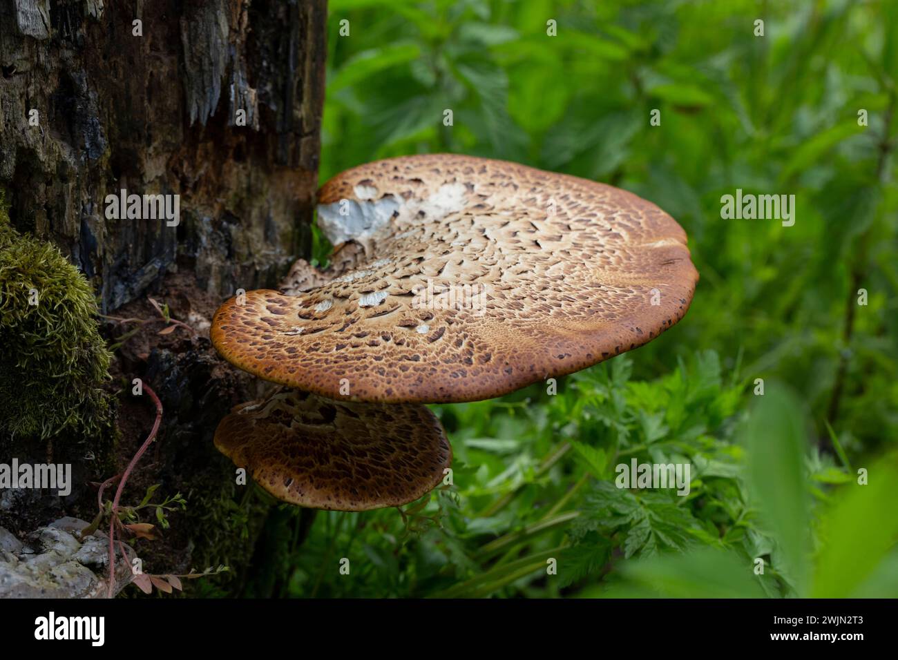 Cerioporus squamosus, also known as Pheasant's back mushrooms and dryad's saddle, is a basidiomycete bracket fungus found growing on dead trees Stock Photo
