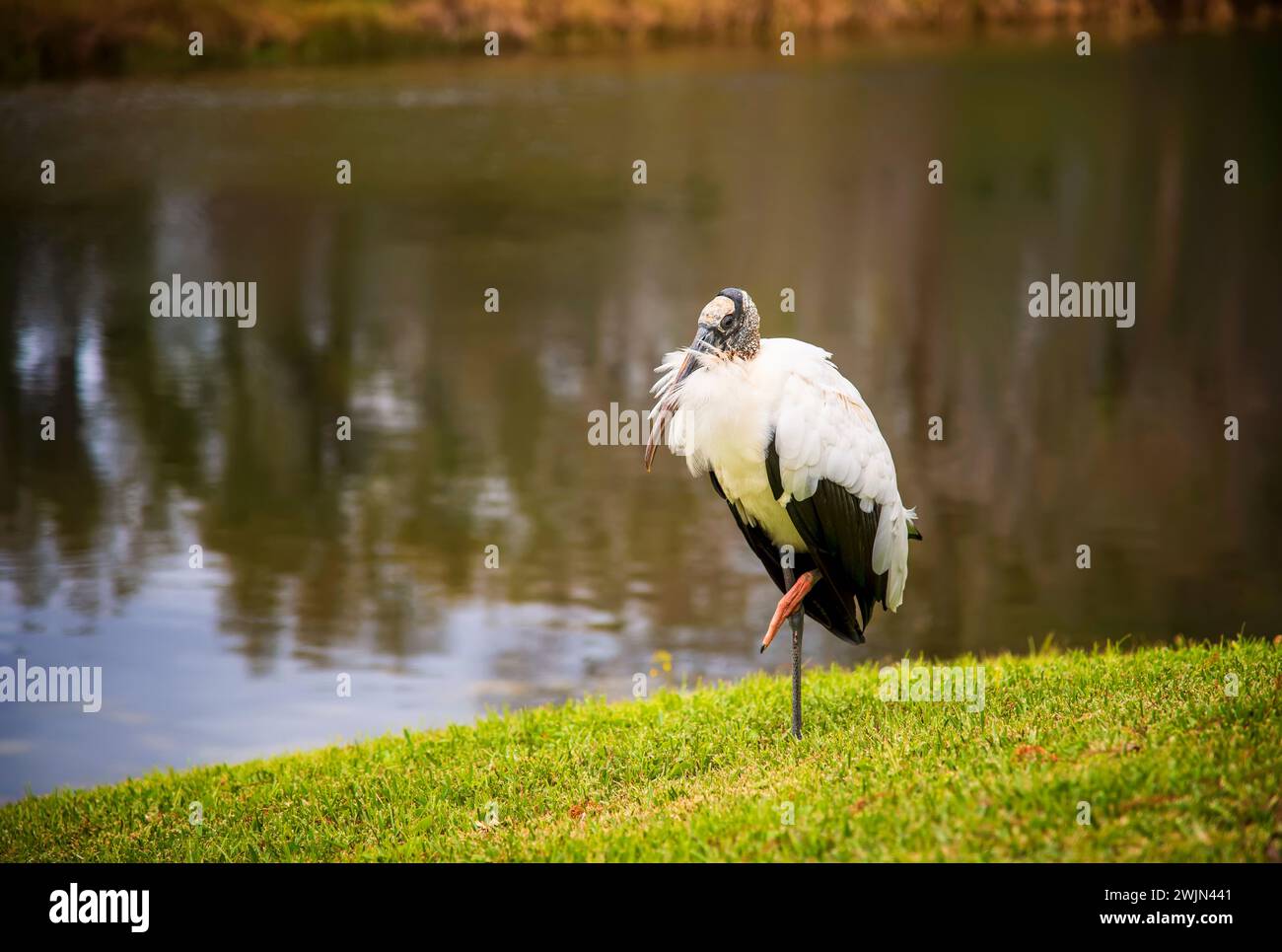 The wood stork, a large American wading bird.  Found in subtropical and tropical habitats in the America, Stock Photo