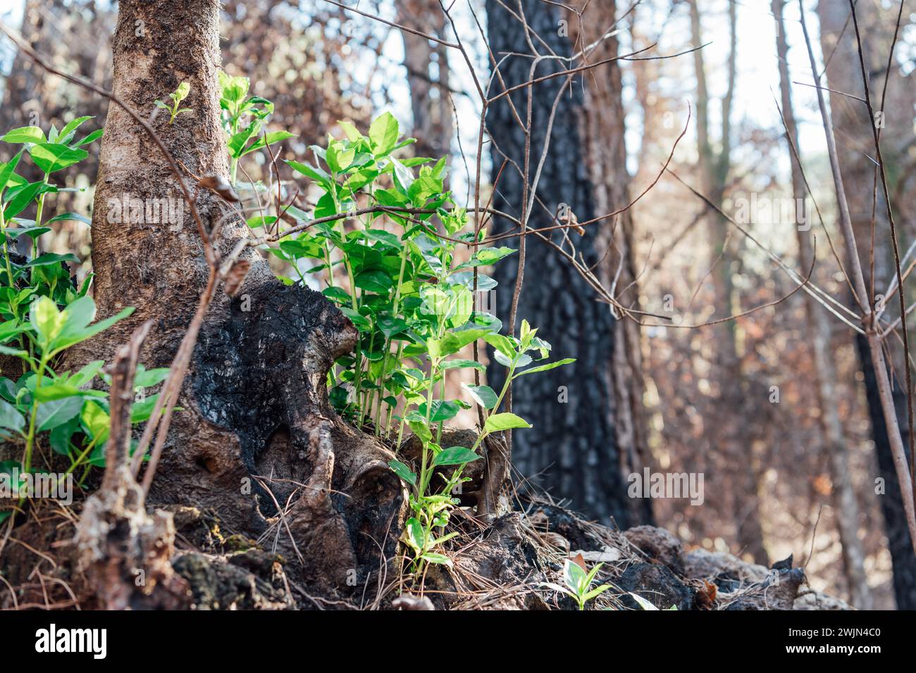 Green plant growing in a burned pine forest Stock Photo