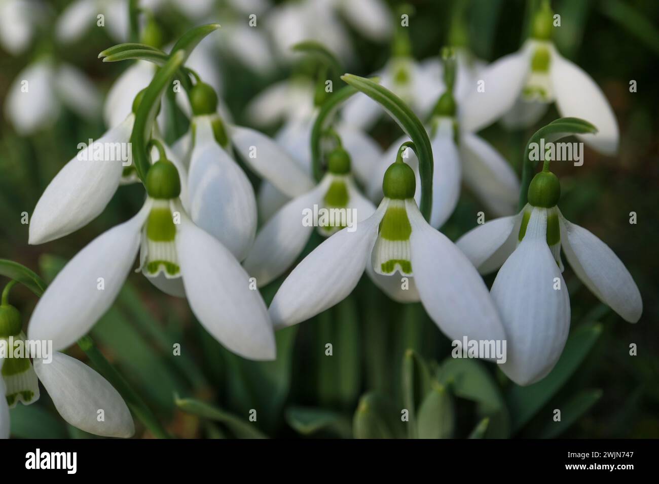 White snowdrops with delicate petals and green leaves in the garden, first snowdrops macro,  spring flowers, blossom, beauty in nature, floral photo Stock Photo