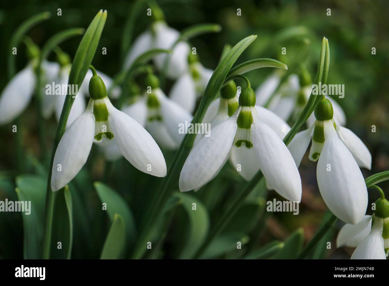 White snowdrops with delicate petals and green leaves in the garden, first snowdrops macro,  spring flowers, blossom, beauty in nature, floral photo Stock Photo
