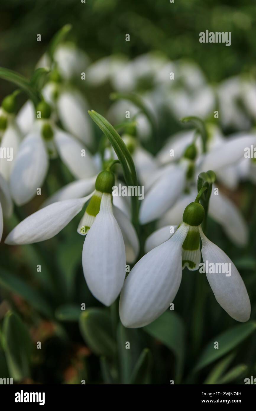 White snowdrops with delicate petals and green leaves in the garden, first snowdrops macro,  spring flowers vertical, blossom, beauty in nature, flora Stock Photo