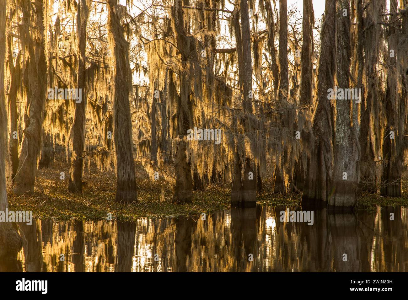 Golden sunrise light on bald cypress trees draped with Spanish moss in