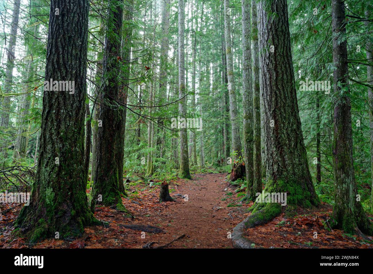The Douglas fir trees on the walk to Ammonite Falls, Nanaimo, BC Canada Stock Photo