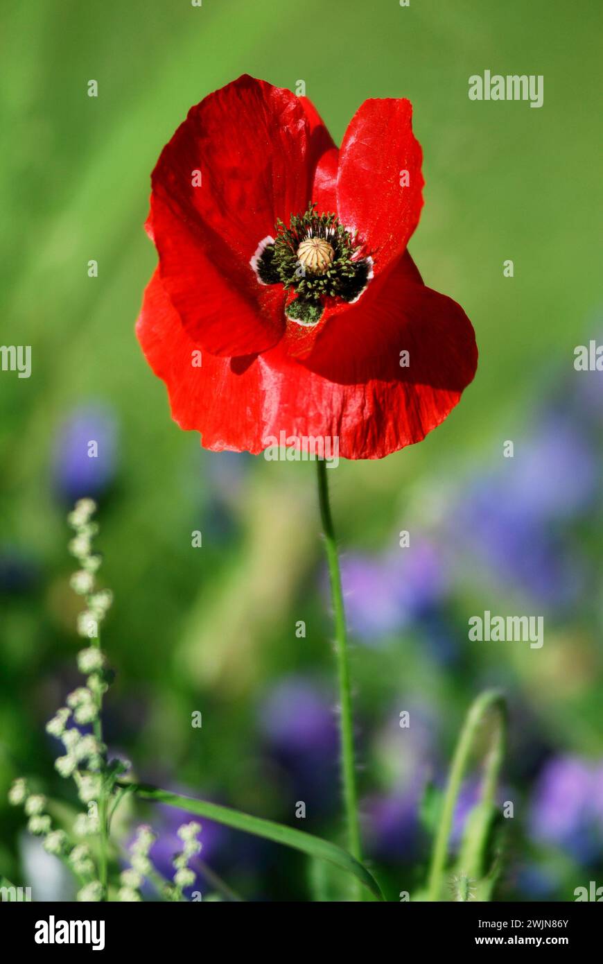Pistil poppy papaver detail flower hi-res stock photography and images ...