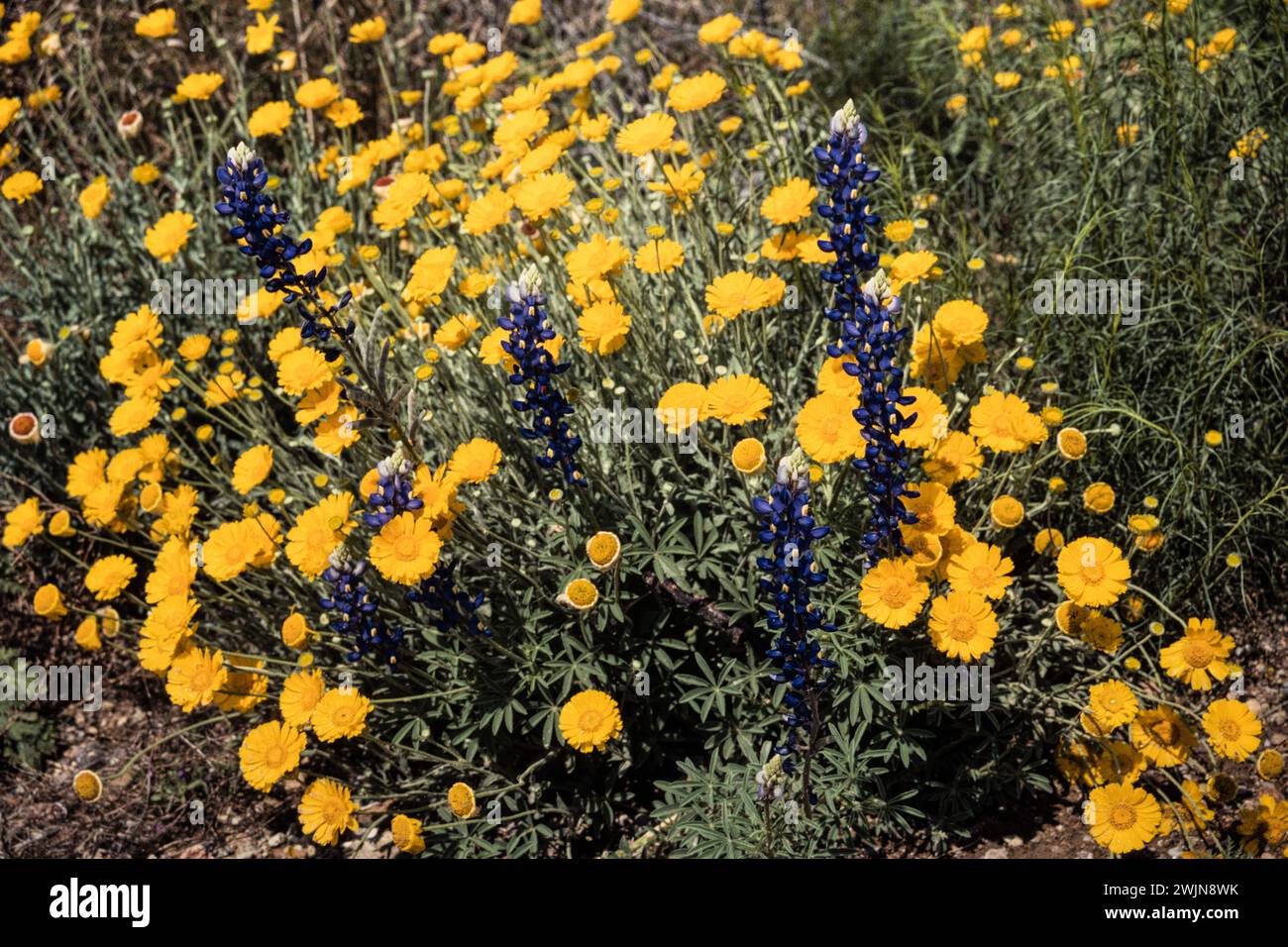 Desert Marigolds, Baileya multiradiata, and Bluebonnet, Lupinus harvardii, in bloom in spring in Big Bend National Park in Texas Stock Photo