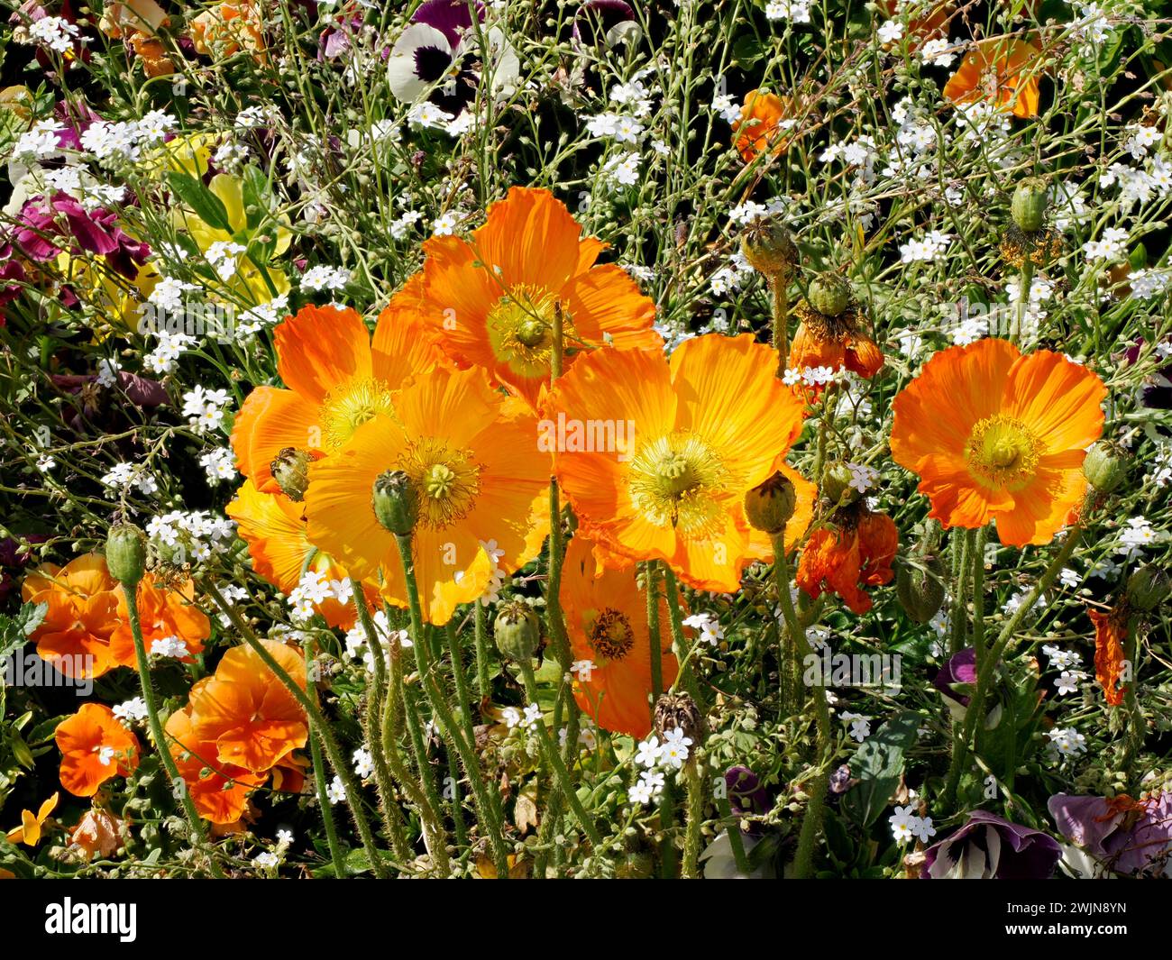 Orange papaver flowers in a french garden seen from front Stock Photo
