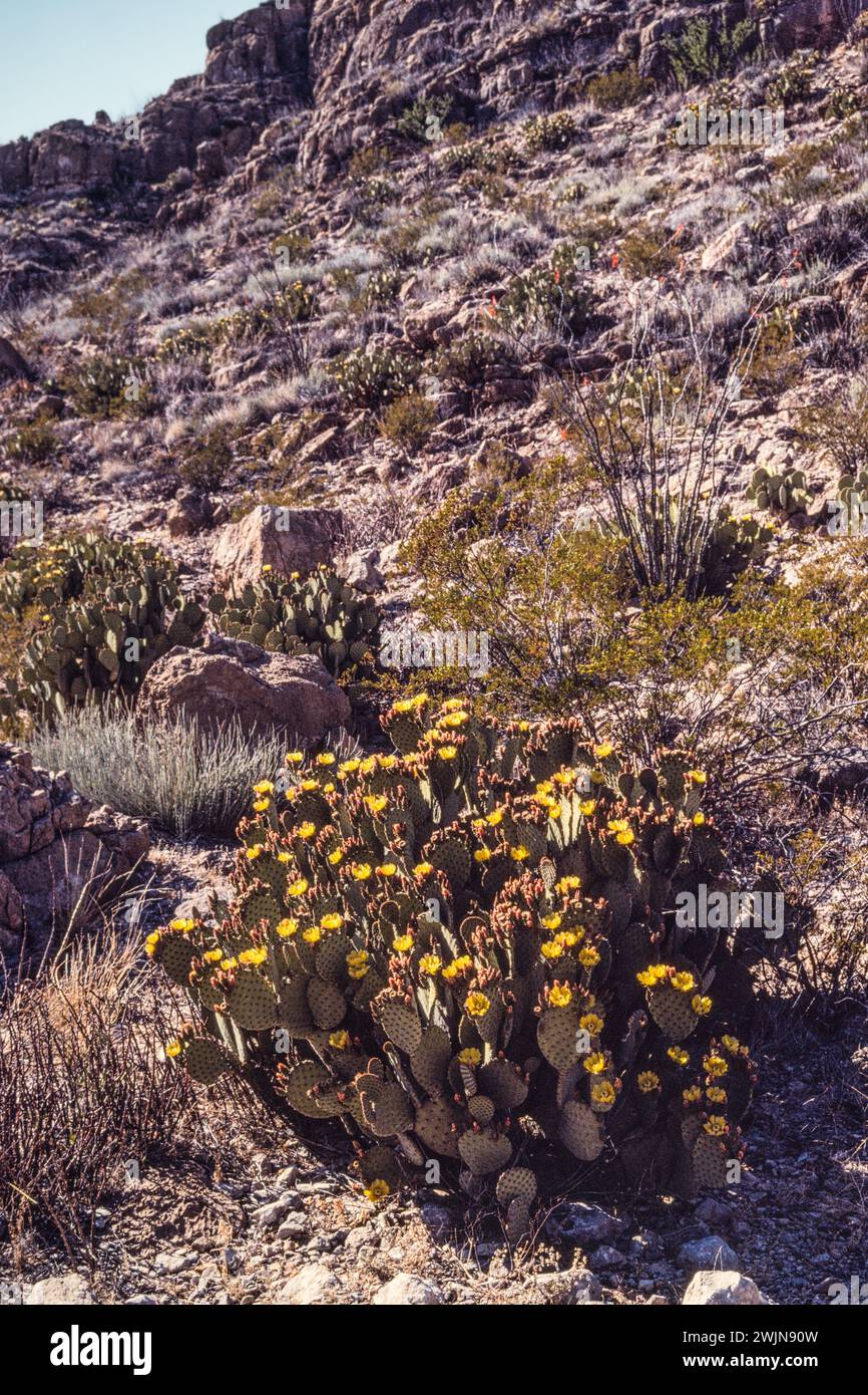 A Blind Prickly Pear Cactus, Opuntia rufida, in bloom on a rocky hillside in BIg Bend National Park in Texas. Stock Photo
