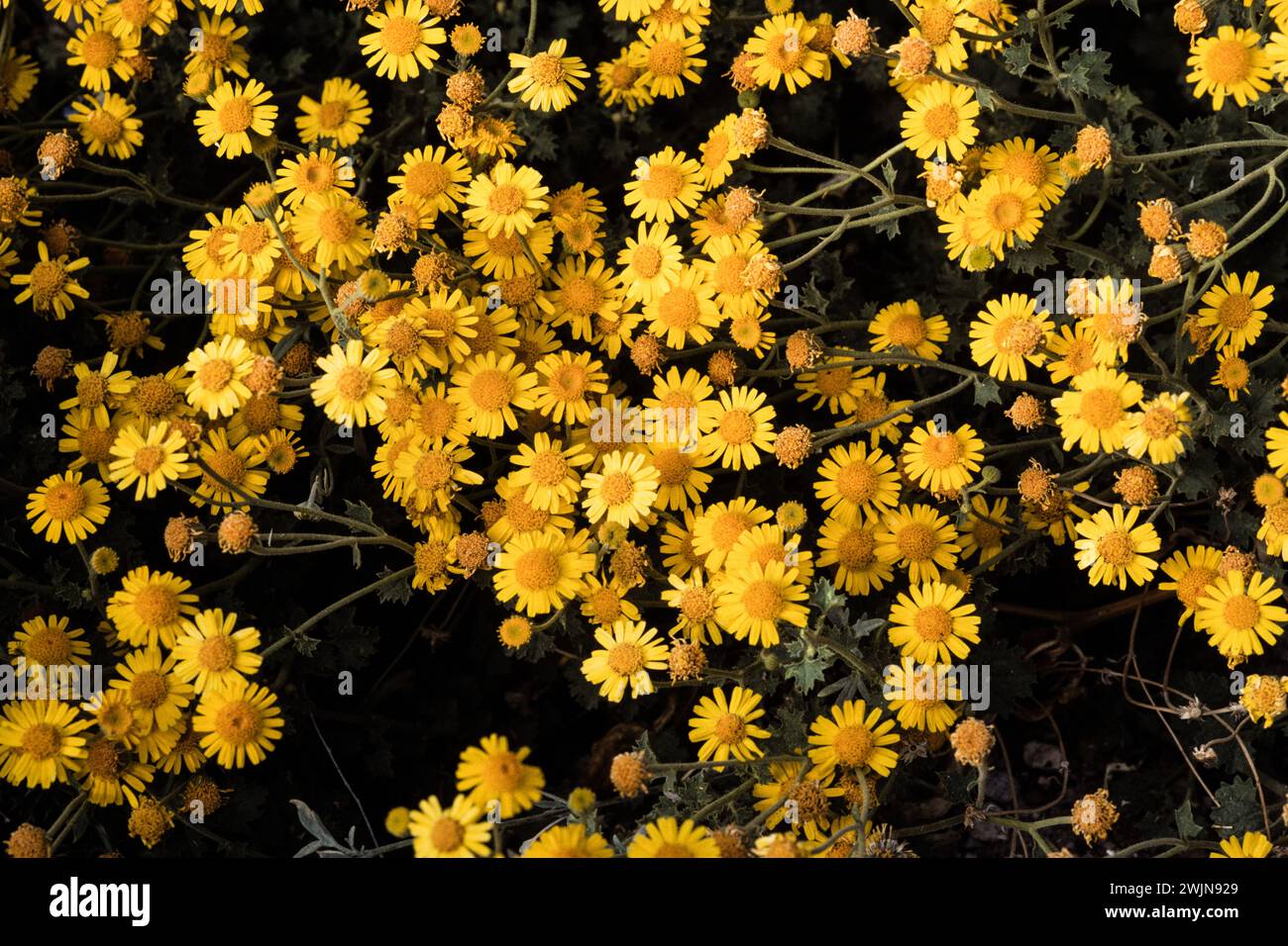 Parry's Rockdaisy, Perityle parryi, in bloom in spring in Big Bend National Park in Texas Stock Photo
