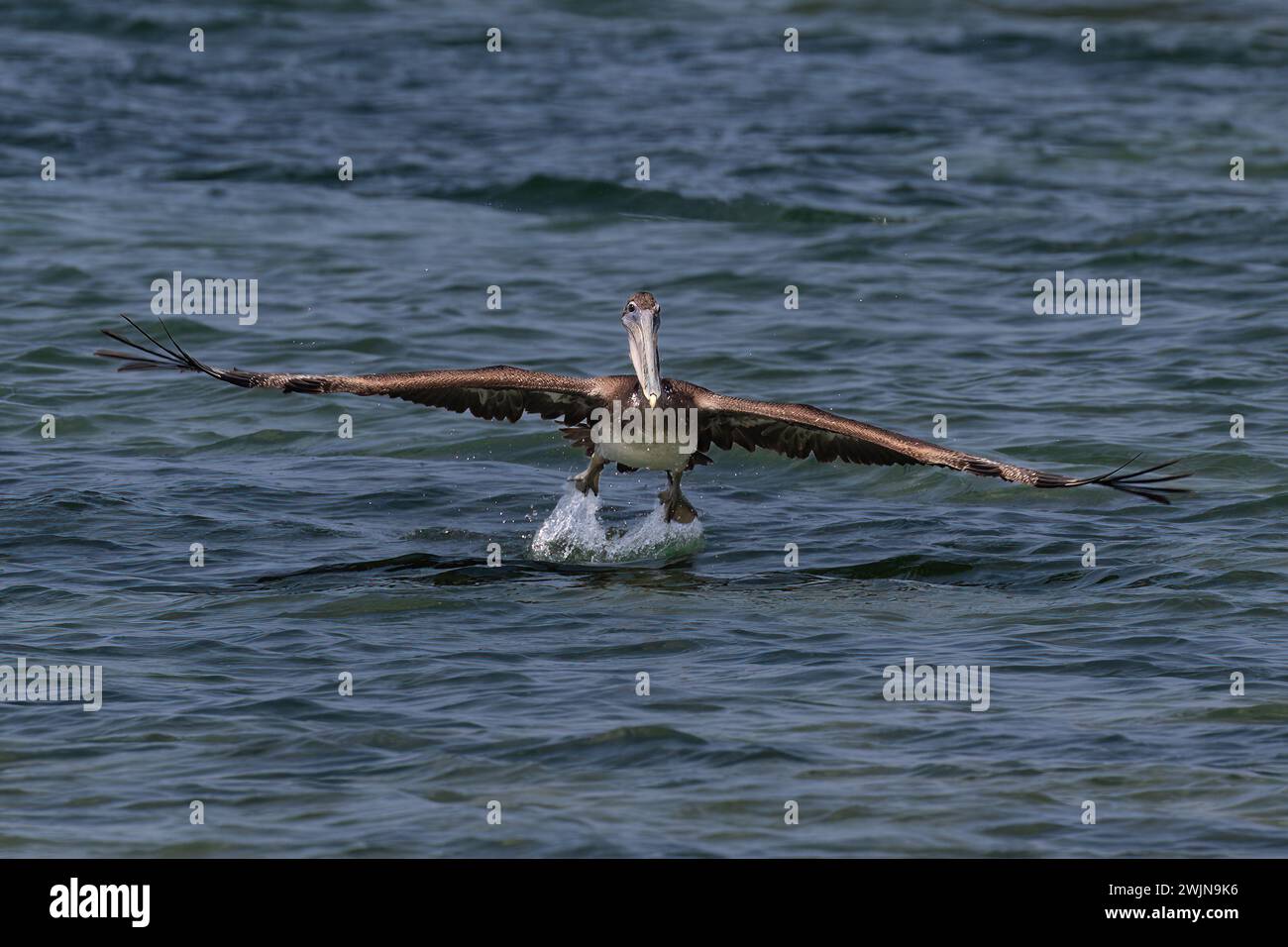 Brown Pelican (Pelecanus occidentalis) taking flight from the ocean, on the island of Aruba. Wings spread, Facing camera. Stock Photo