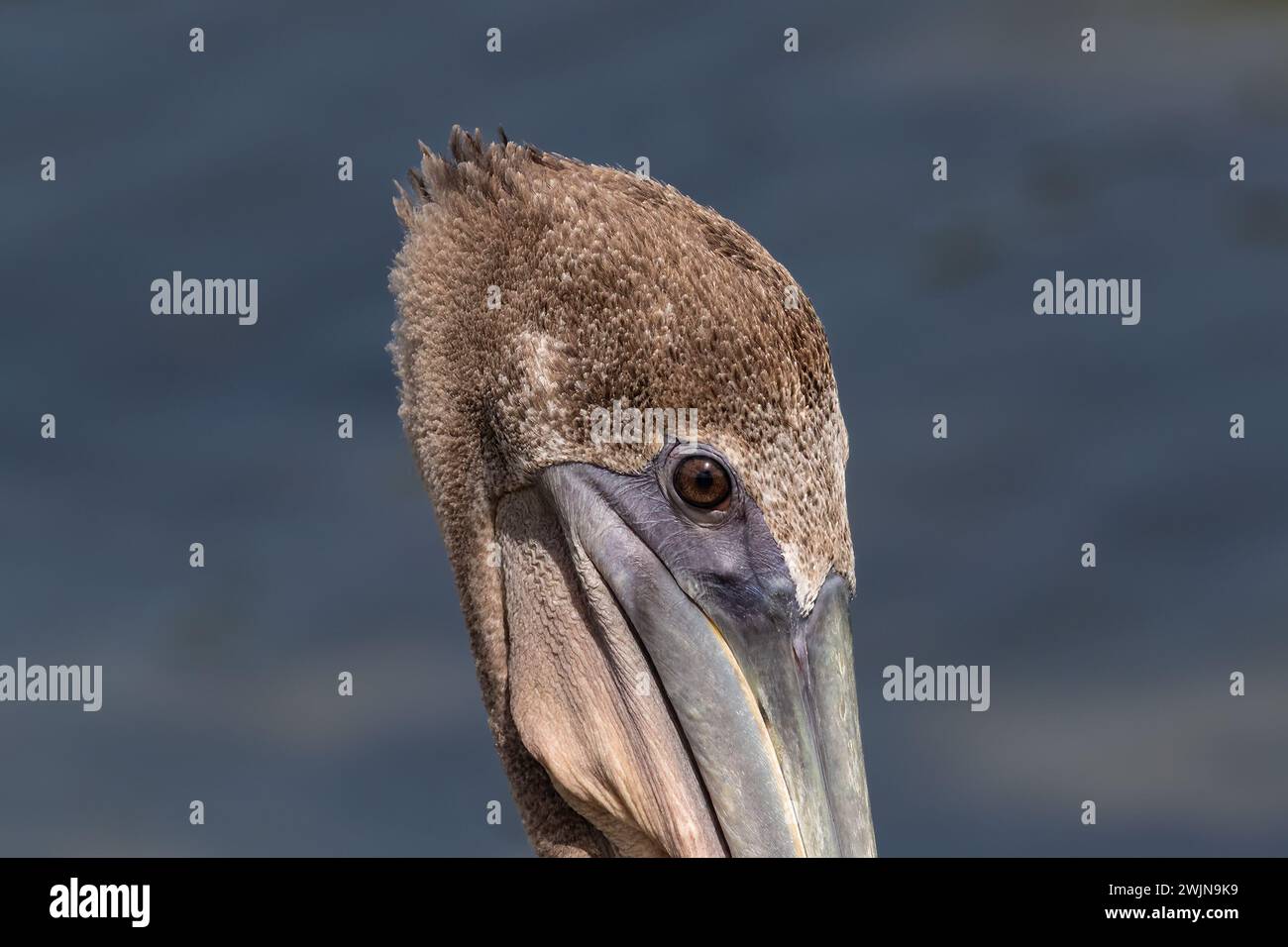 Closeup, head of Brown Pelican (Pelecanus occidentalis), on the island of Aruba. Eyes, head with feathers and bill visible. Stock Photo