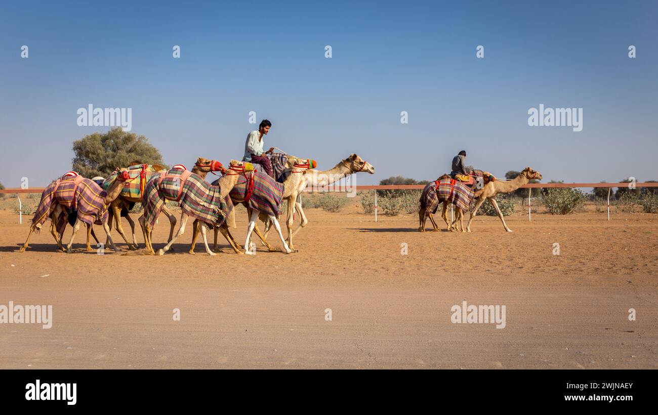 Al Digdaga, UAE, 24.12.20. A cameleer (camel handler) riding and leading colorful camels caravan during race training on Camel Race Track in UAE. Stock Photo