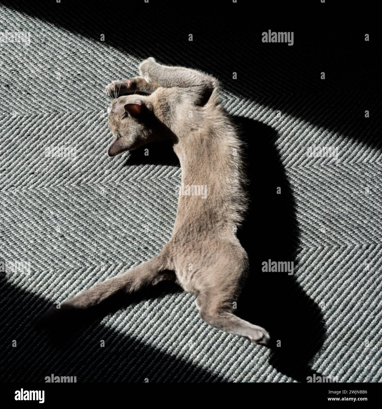 Burmese blue Stock Photo