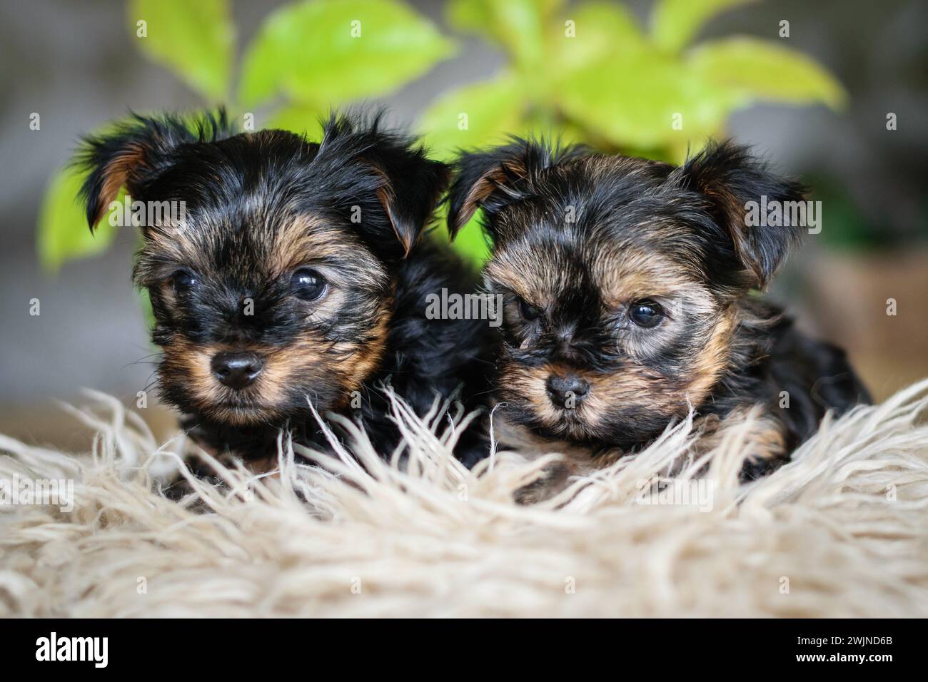 Yorkie puppies hi-res stock photography and images - Alamy, image size:1300x956