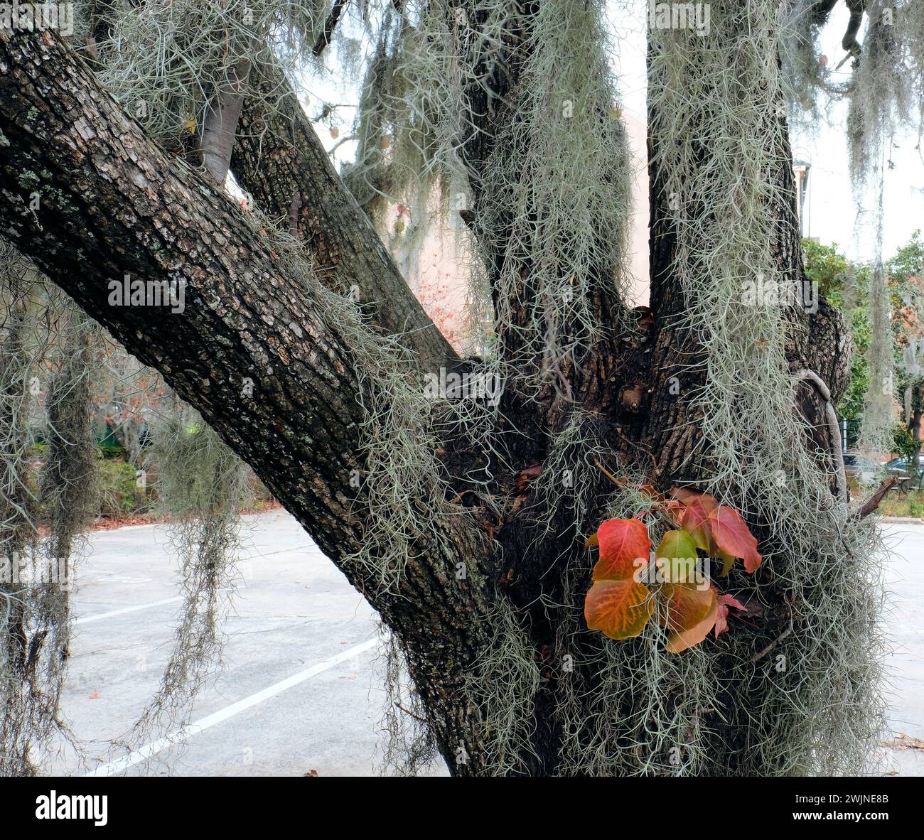 Southern live oak tree hi-res stock photography and images - Alamy