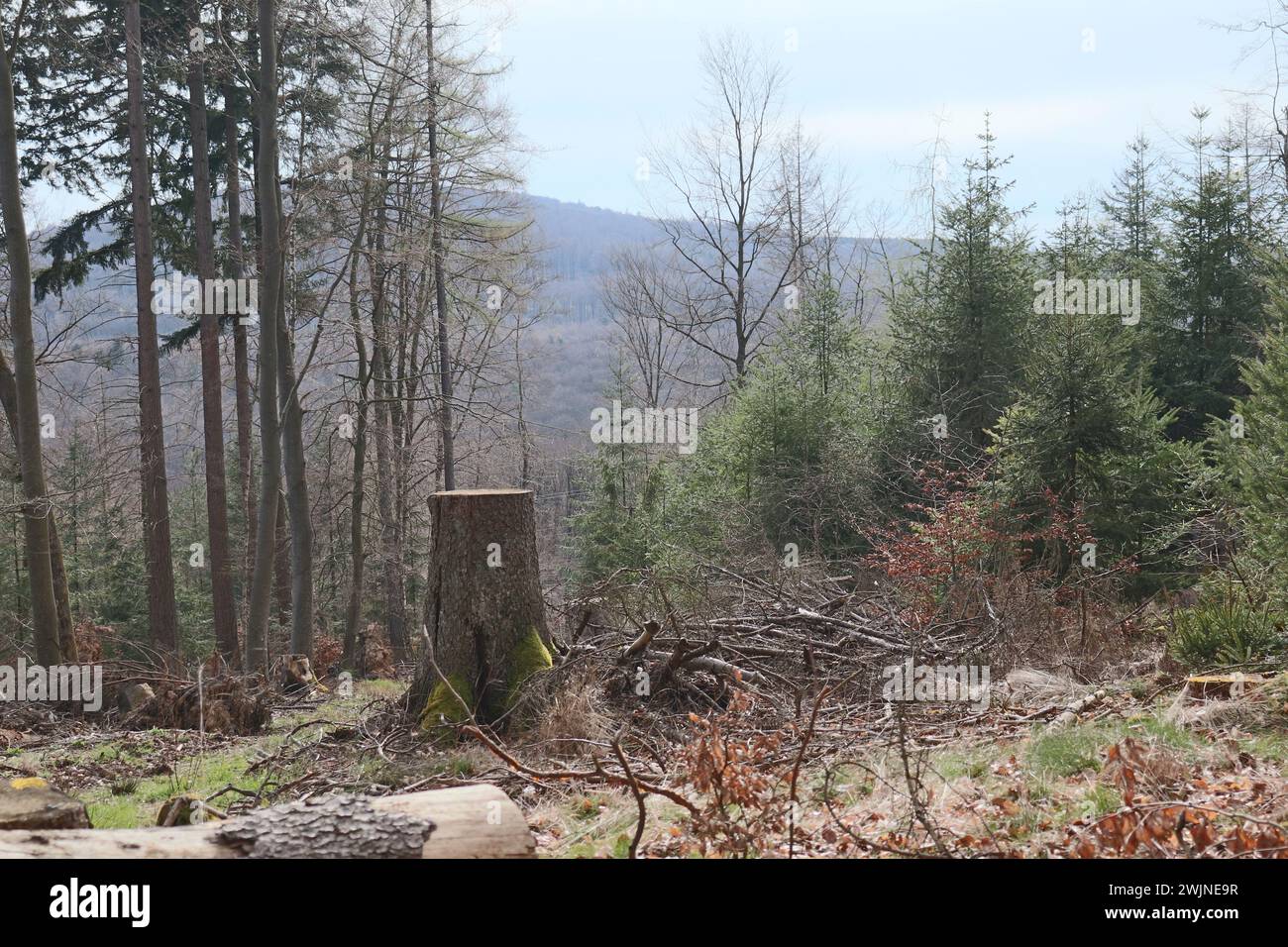 Bäume im Wald Stock Photo