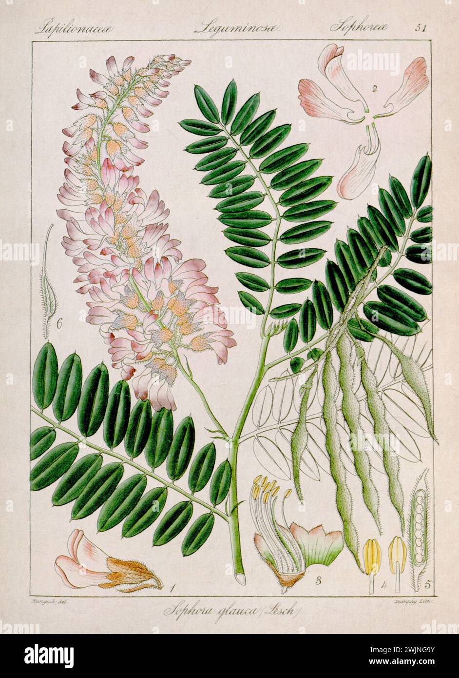 Treasured flora hi-res stock photography and images - Alamy