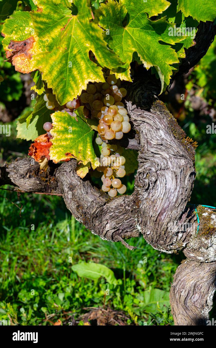 Ripe ready to harvest Semillon white grapes on Sauternes vineyards in Barsac village affected by Botrytis cinerea noble rot, making of sweet dessert S Stock Photo