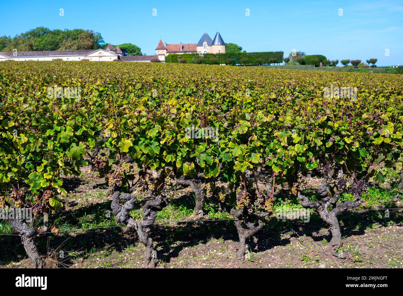 Ripe ready to harvest Semillon white grapes on Sauternes vineyards in Barsac village affected by Botrytis cinerea noble rot, making of sweet dessert S Stock Photo