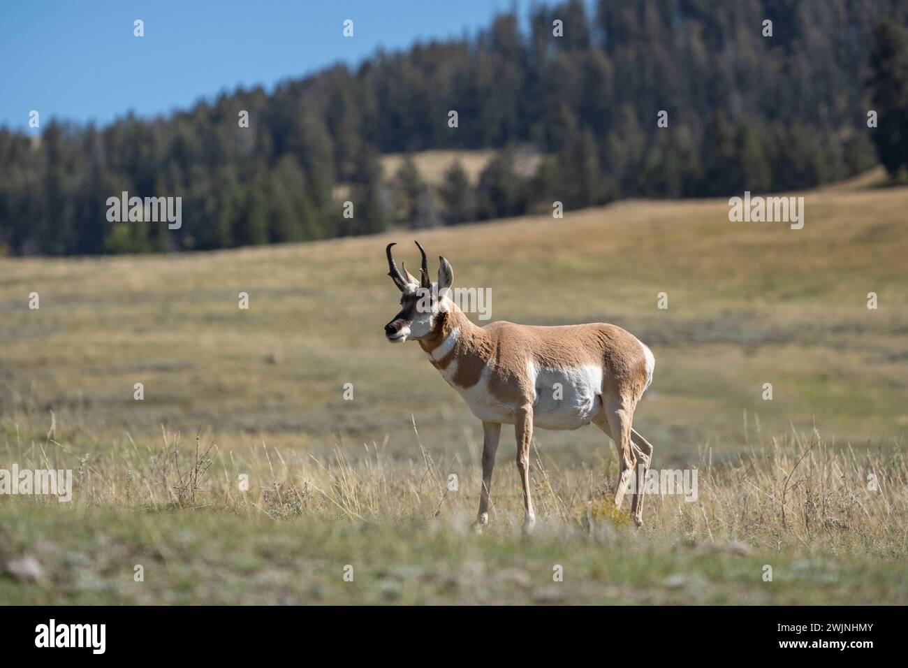 Pronghorn (Antilocapra americana) with autumn background colors in Lamar Valley, Yellowstone National Park. Stock Photo