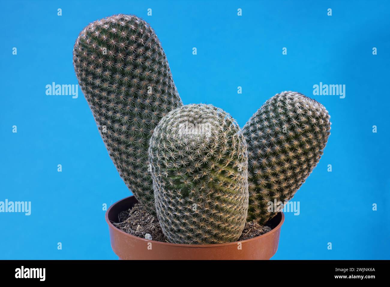 Close up photo of Mammillaria Matudae Bravo – Thumb Cactus, with large depth of field Stock Photo