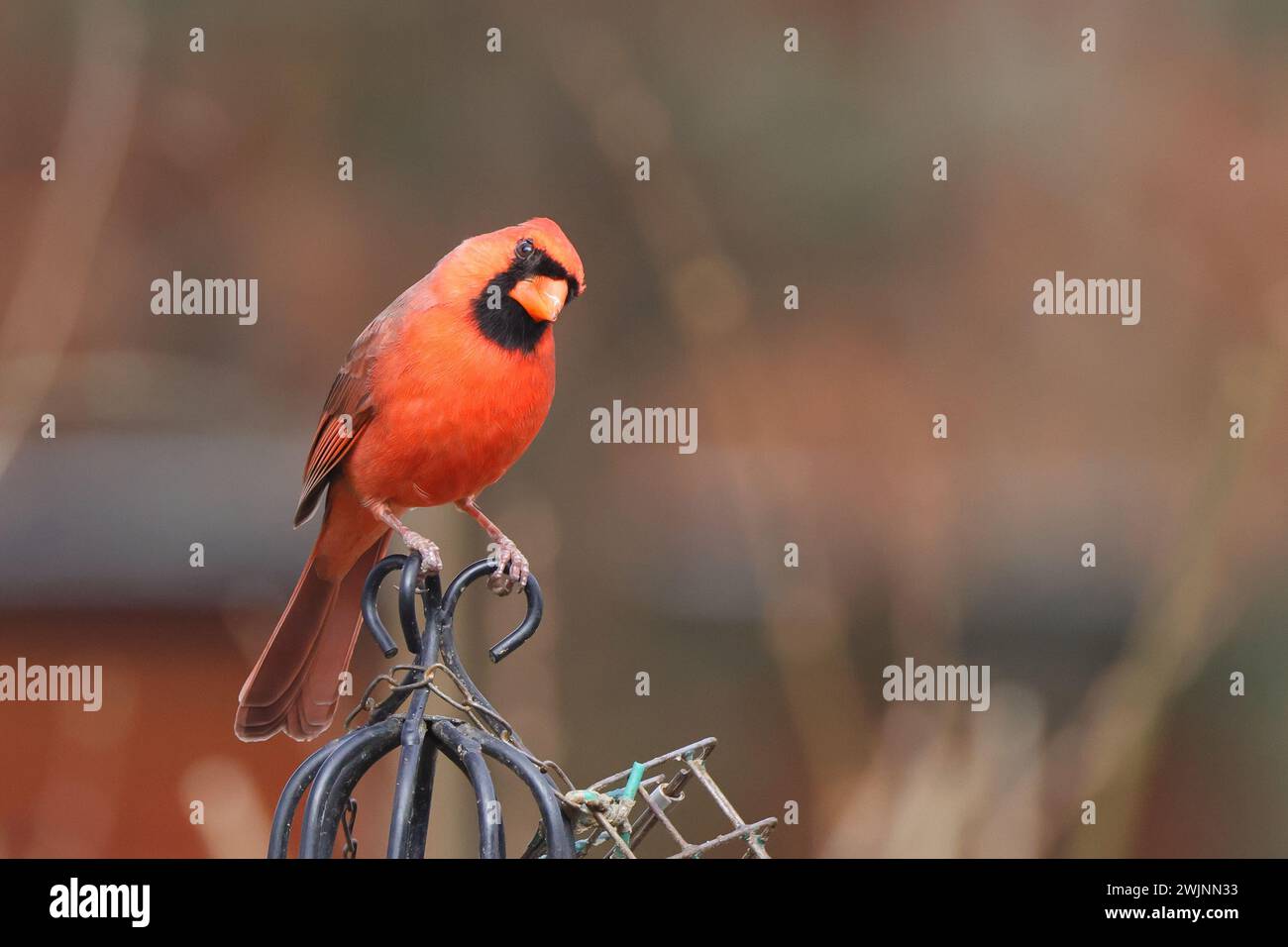 Cardinal perched on metal planter filled with bird seed Stock Photo