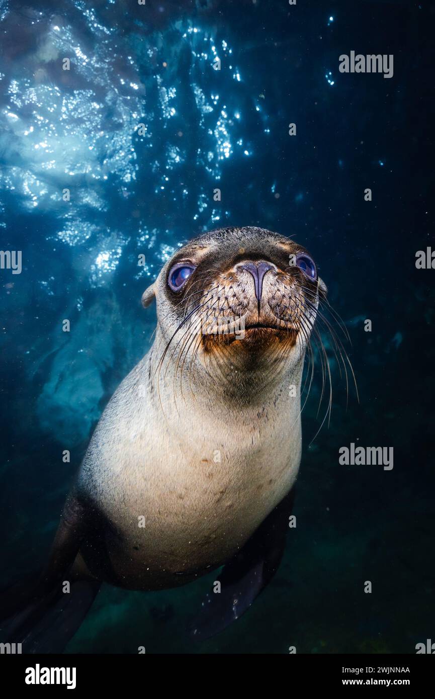 Seal underwater in crystal clear blue water, eyeing the camera Stock Photo