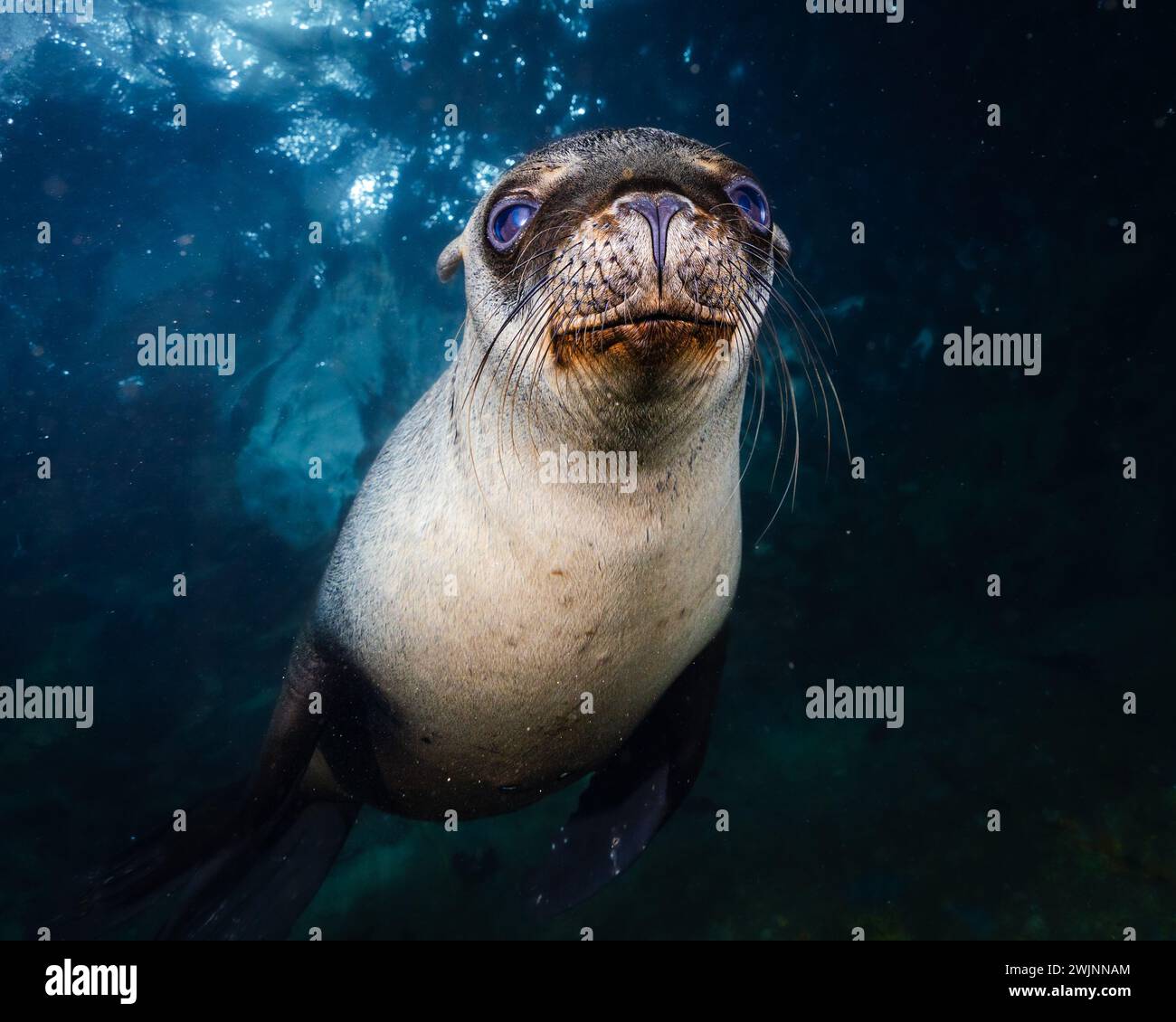 Underwater image of a majestic grey and white sea lion swimming near a sandy reef Stock Photo