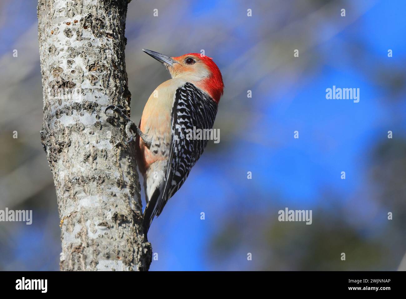 A Red-headed woodpecker perched on branch Stock Photo