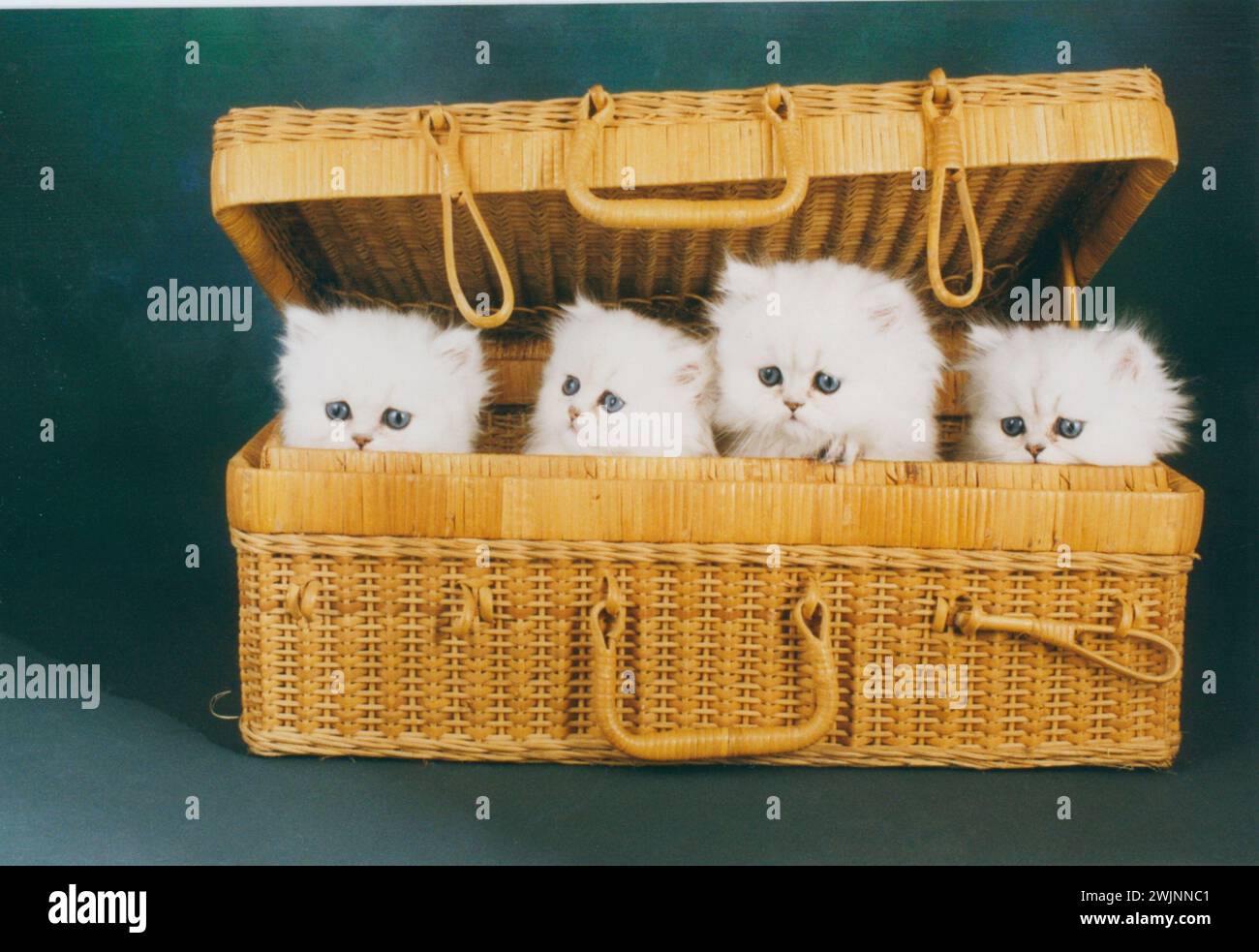 Persian Chinchilla Kittens in Hamper Stock Photo