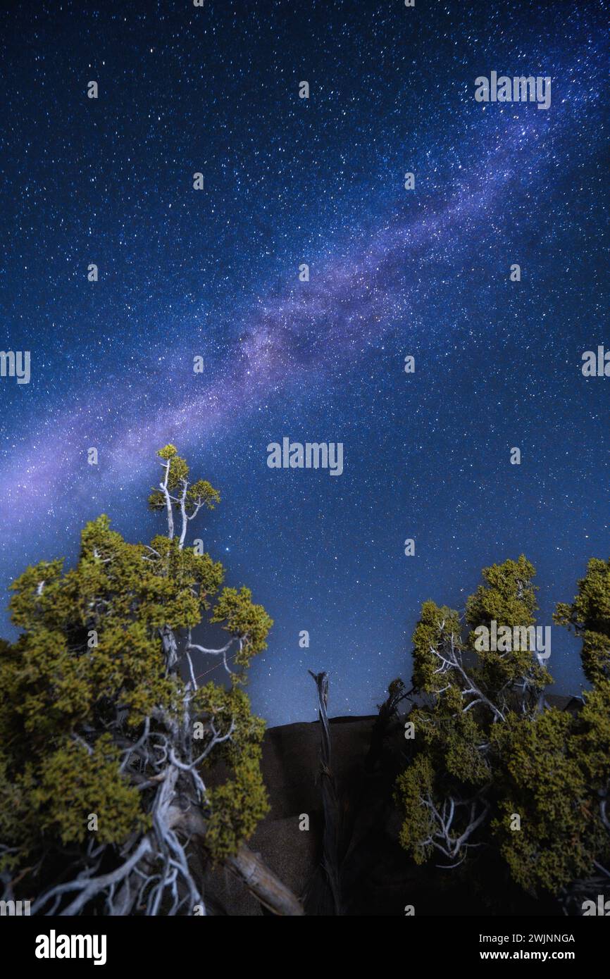 Bright night sky over trees and rocks Stock Photo