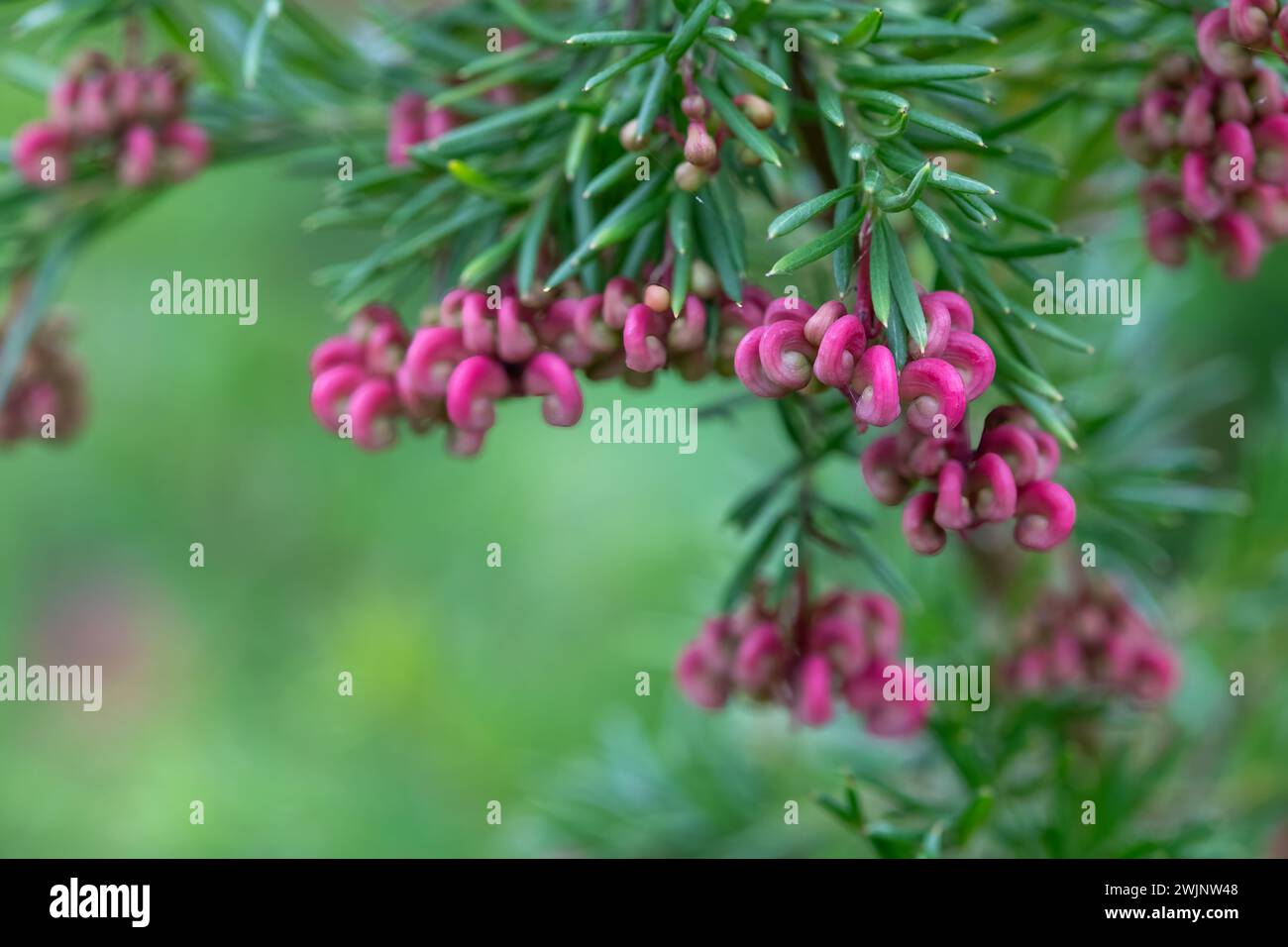 Close up of woolly grevillea (grevillea lanigera) flowers in bloom Stock Photo