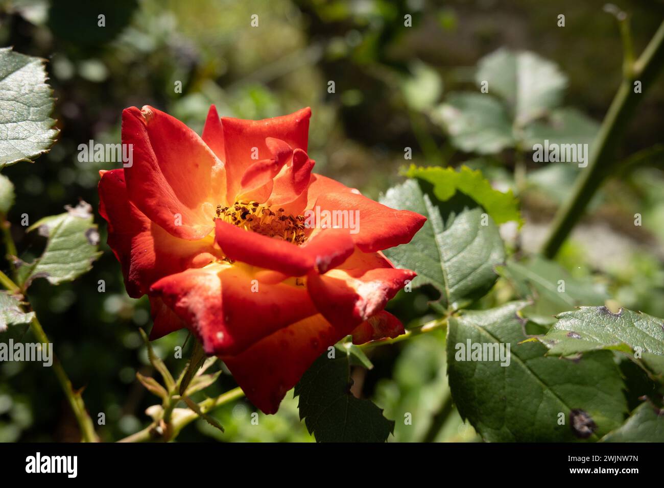 Austrian briar known as Persian yellow rose and Austrian copper rose flower (Rosa foetida) Stock Photo