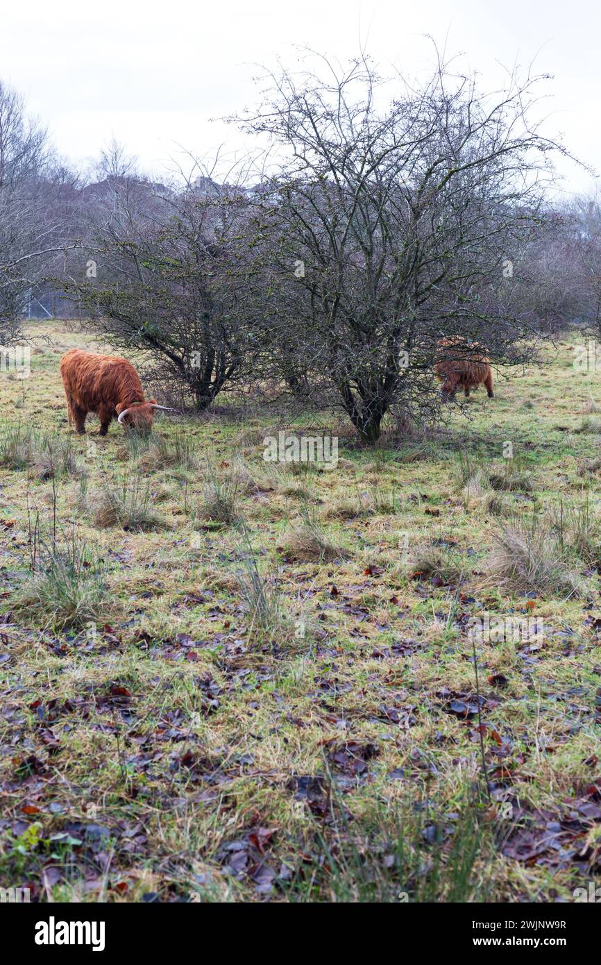 Scottish Highland cows grazing on a winters morning in Scotland Stock ...