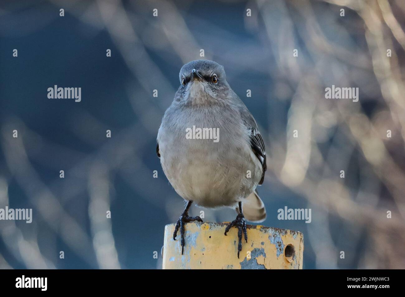 An image of a Northern Mockingbird perched on a post at Tommy Thompson Park in Toronto, Ontario. Stock Photo