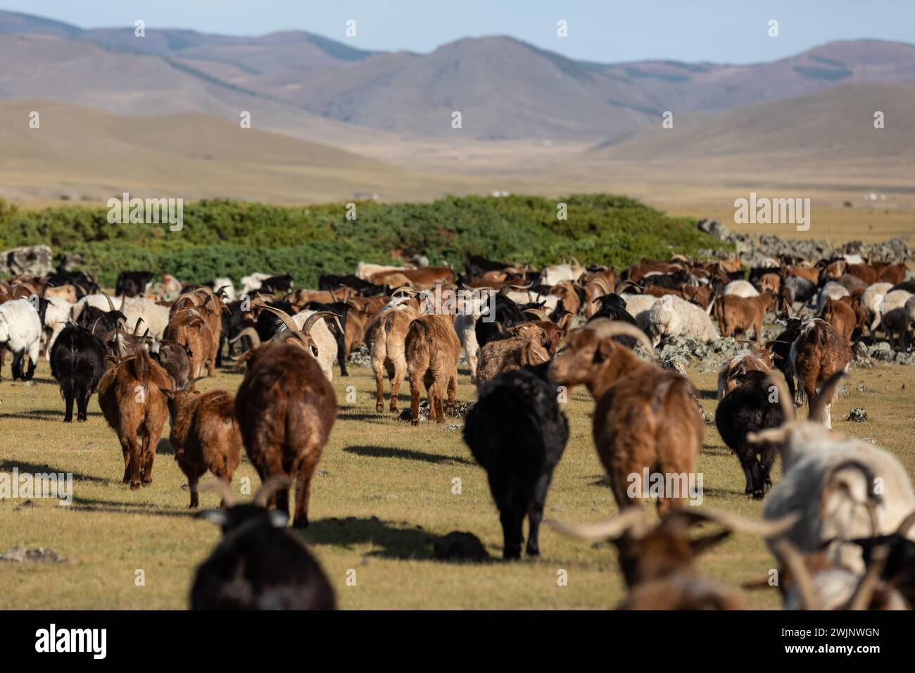 A herd of goats and sheep moves through the lowlands of central ...
