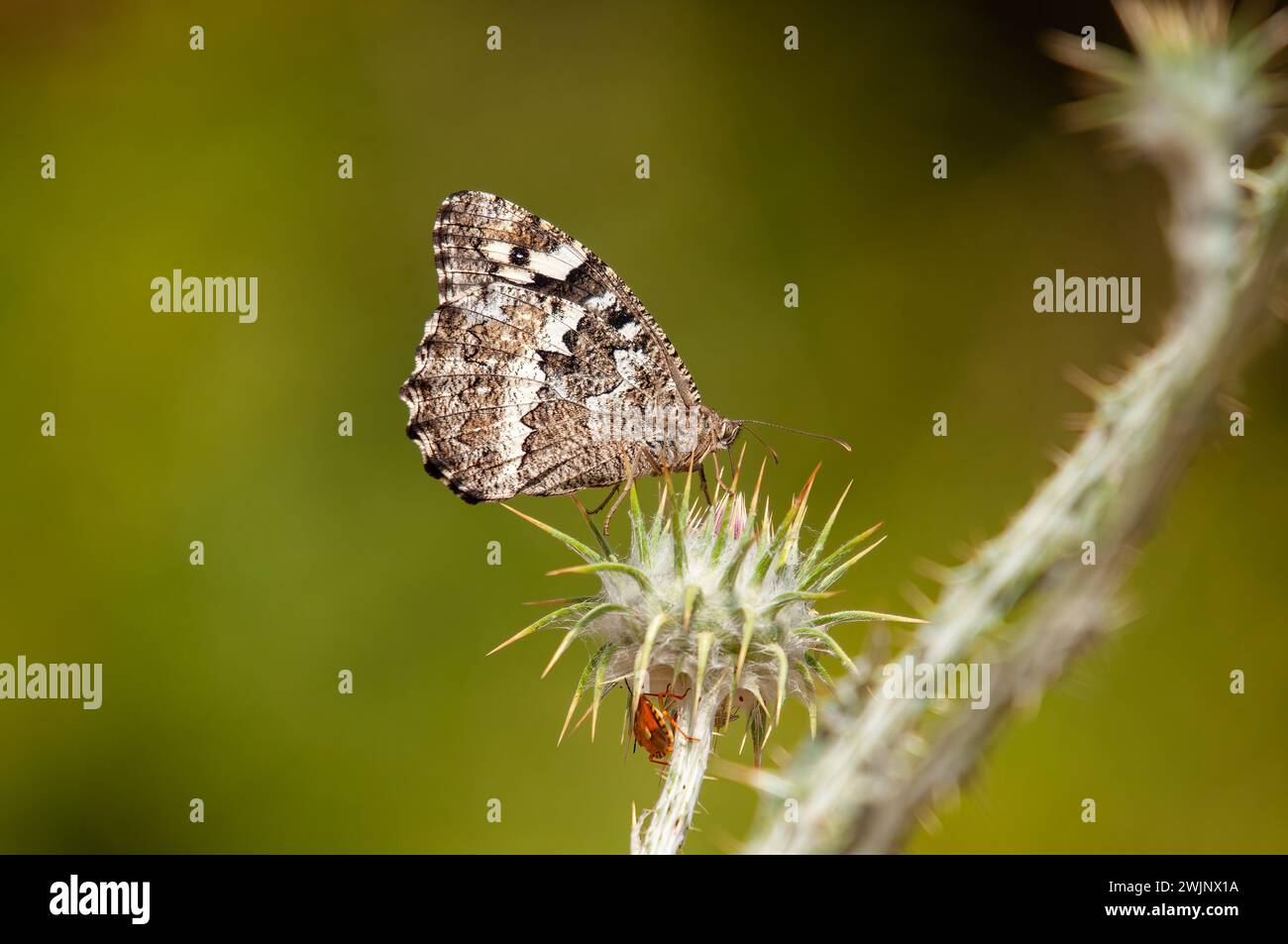 Butterfly on a thorn. Great Banded Grayling, Brintesia circe Stock Photo