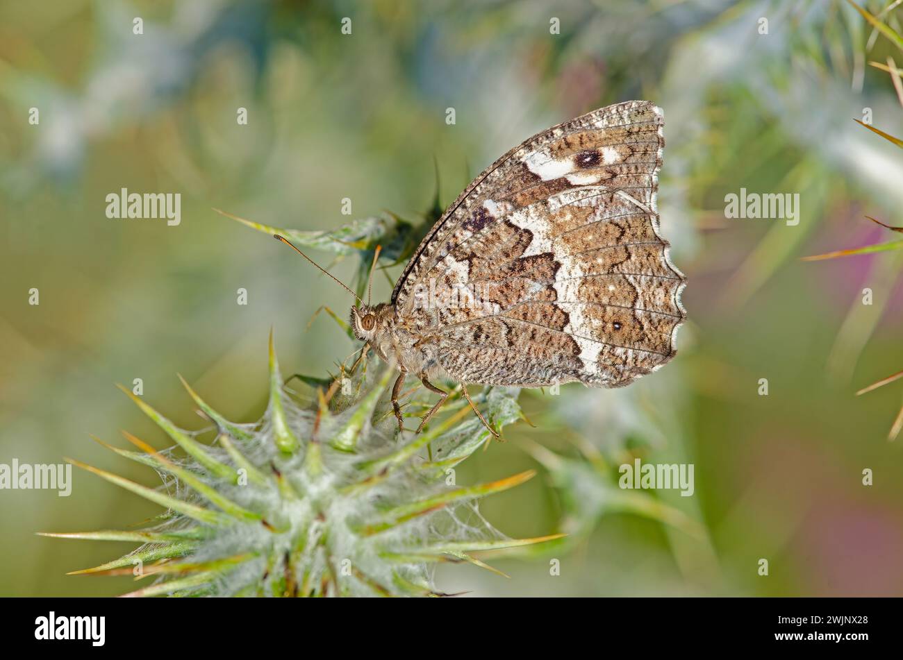 Butterfly on a thorn. Great Banded Grayling, Brintesia circe Stock Photo