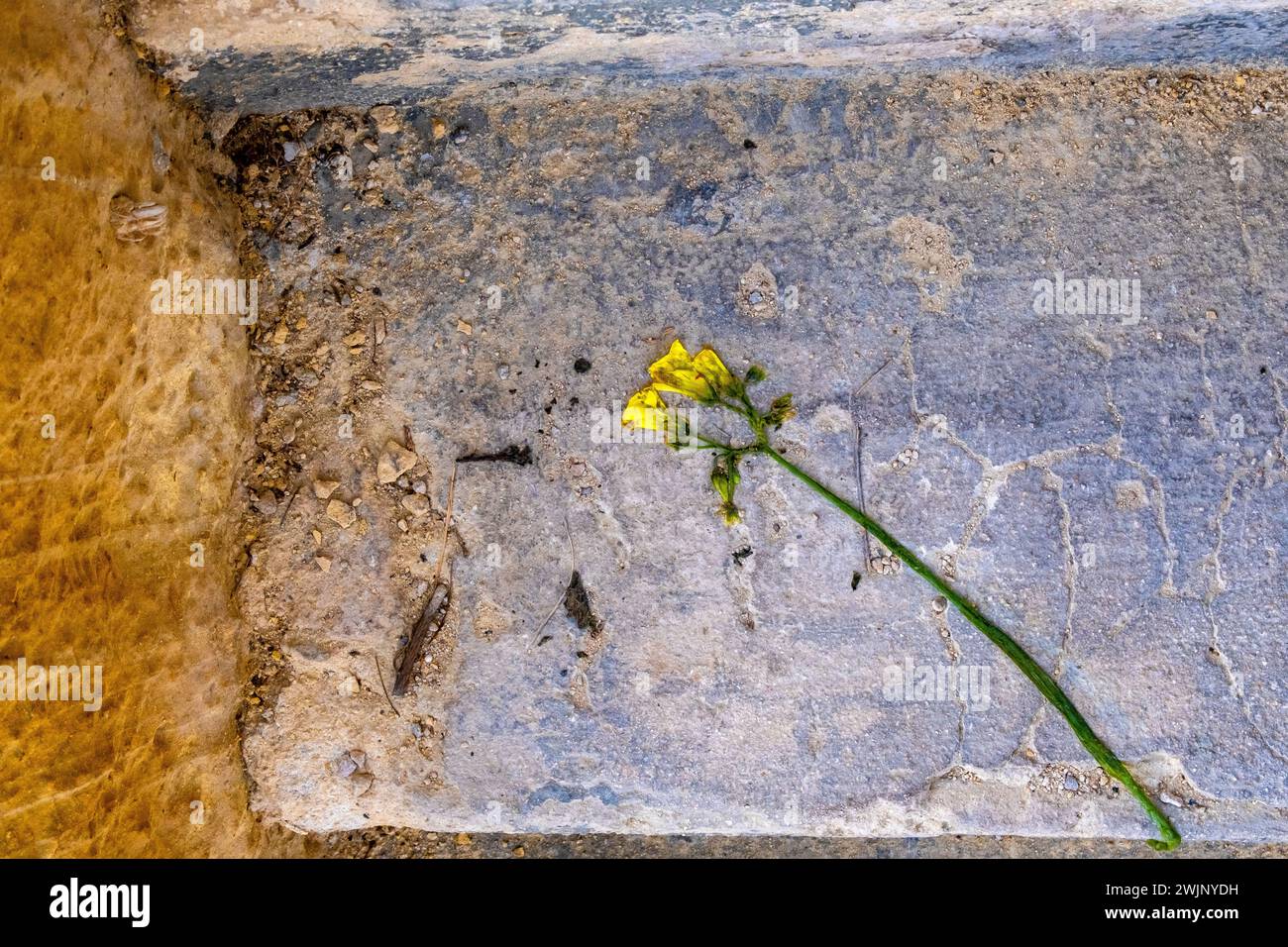 A crushed yellow flower on a stone step Stock Photo
