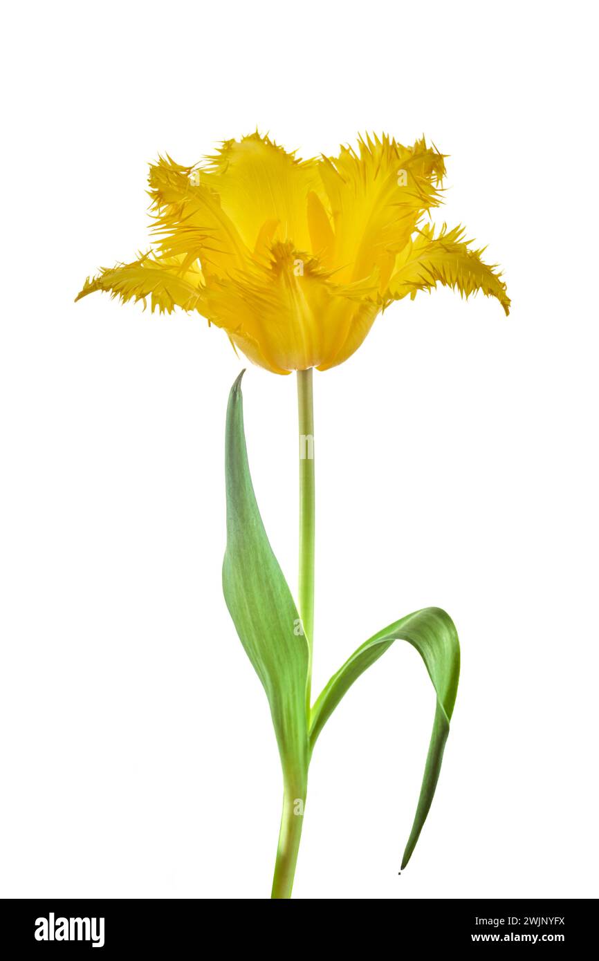 Yellow tulip isolated on white background Stock Photo - Alamy