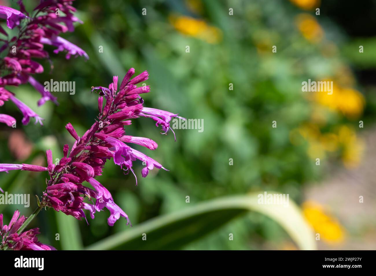 Close up of a mosquito plant (agastache cana) in bloom Stock Photo
