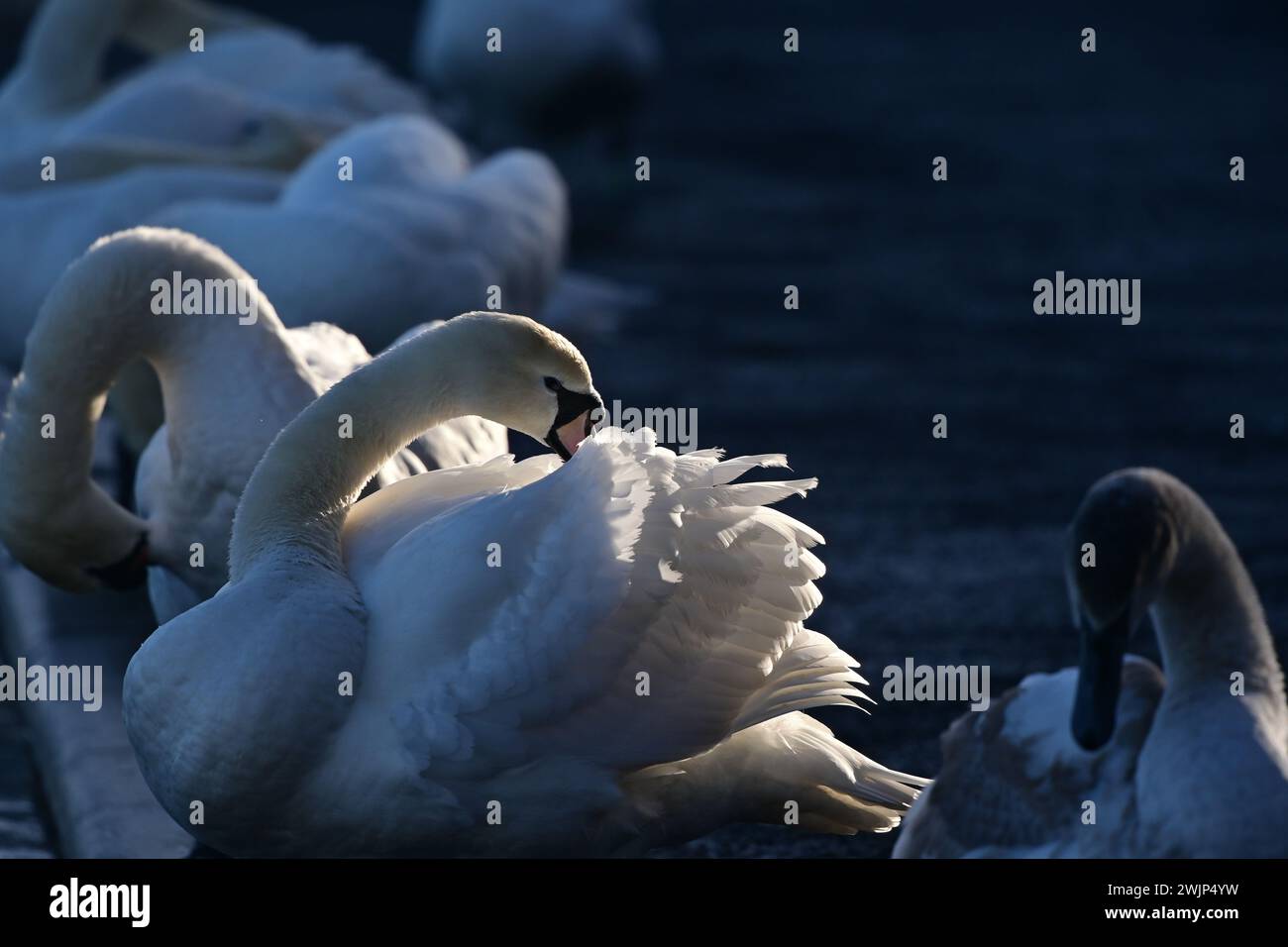 Mute Swan Cygnus Olor Stock Photo