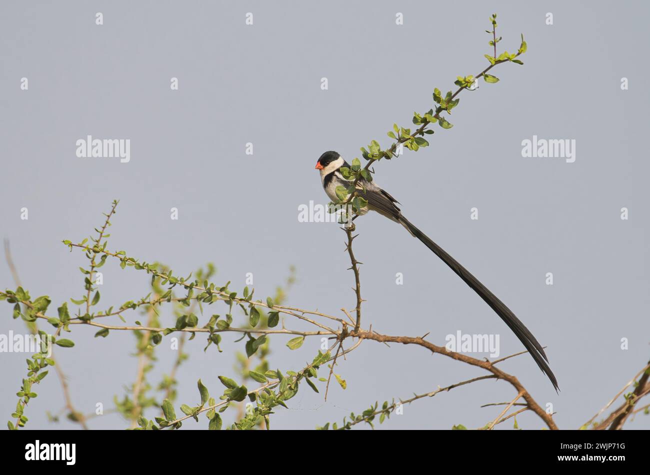 Pin-tailed whydah (Vidua macroura), male in breeding plumage Stock ...