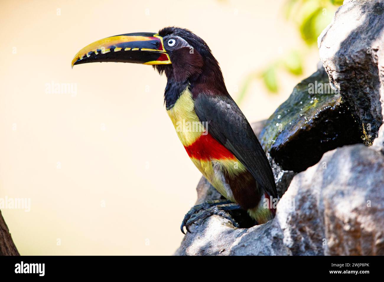 Chestnut eared Aracari Pteroglossus Castanotis Pantanal Brazil Stock 