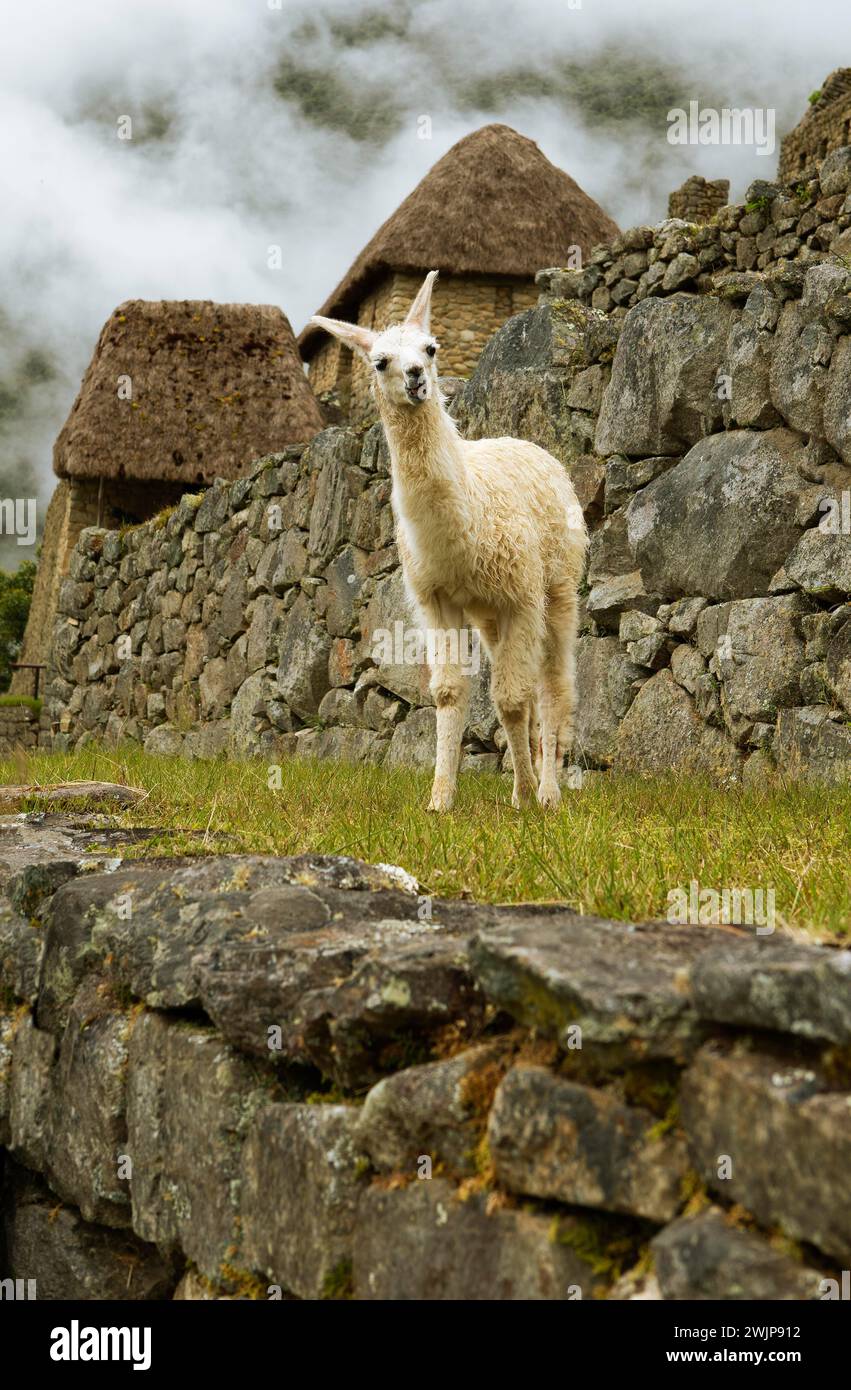 Llama (Llama glama) in the cloudy Inca ruins of Machu Picchu, Cusco region, Peru Stock Photo
