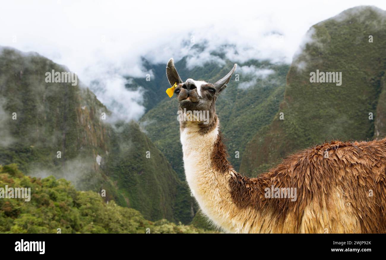 Llama (Llama glama) on the cloudy mountains of the Inca ruins of Machu Picchu, Cusco region, Peru Stock Photo