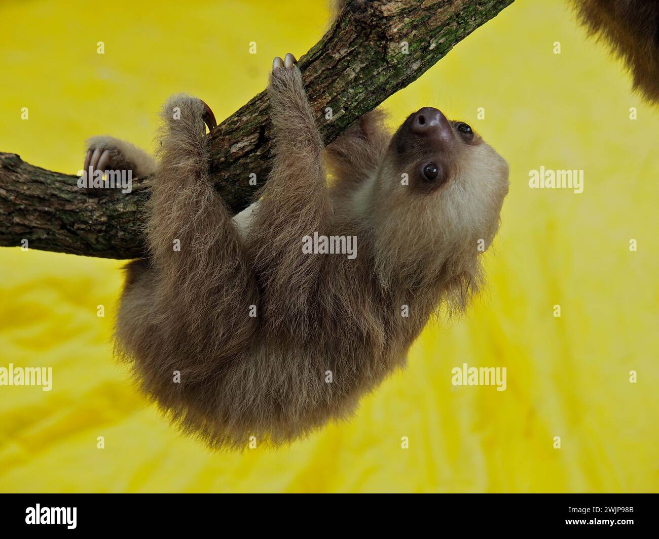 Hoffmann's two-toed sloth (Choloepus hoffmanni), juvenile, captive, Jaguar Rescue Centre, Puerto Viejo de Talamanca, Limon, Costa Rica, Central Stock Photo